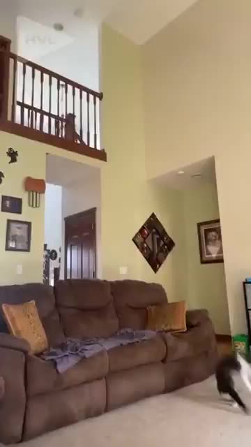 The jump went EXACTLY as planned! 😼