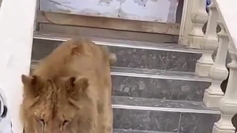 Lion Got HUNGRY!