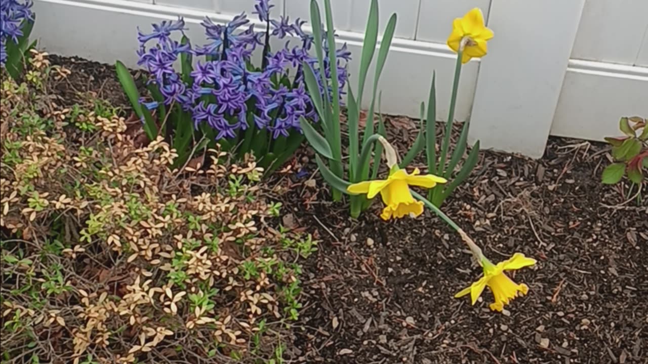 Daffodils and hyacinth