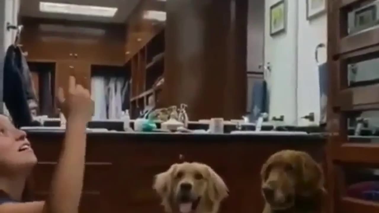 fooling the dogs