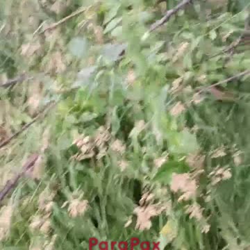 Partially Mummified Russian Soldier Found Hiding Near Sudza(For At Least 8 Months)