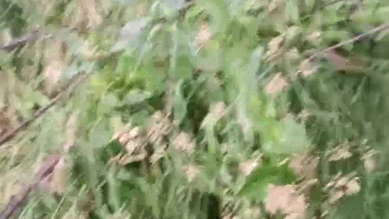 Partially Mummified Russian Soldier Found Hiding Near Sudza(For At Least 8 Months)