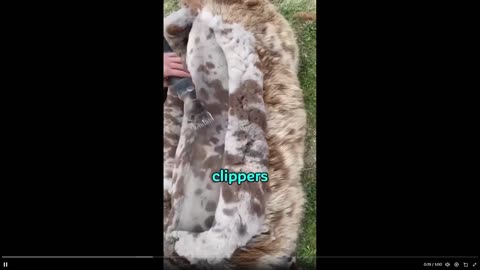 Pretty amazing how we get wool. Electric clippers shear sheep