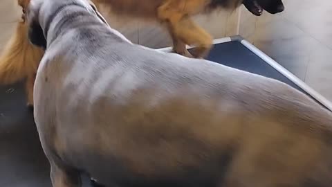 😂🐶 Big Boy Derping! | FunFM