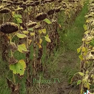 A napraforgó permetezése aratás előtt