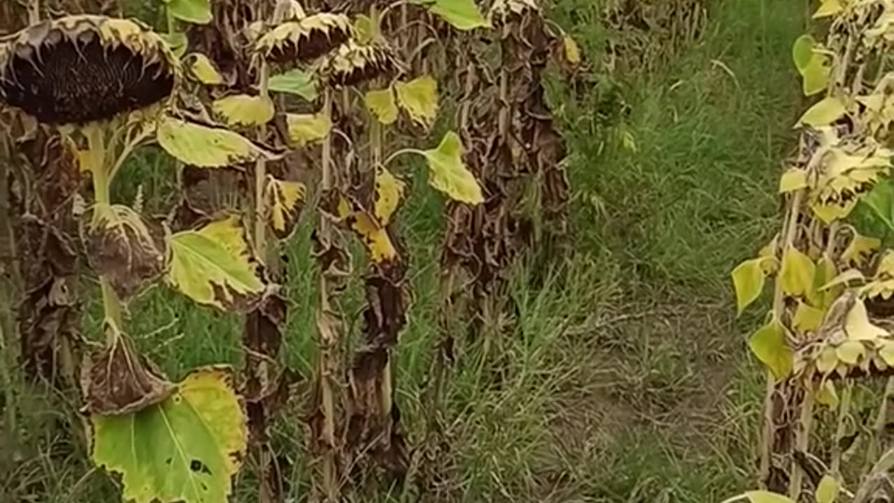 A napraforgó permetezése aratás előtt