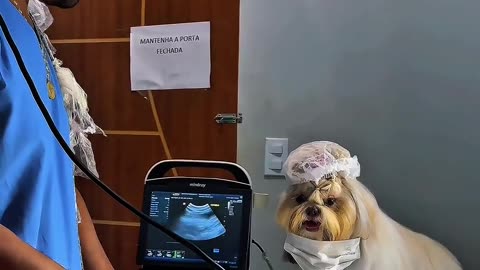 My Favorite Veterinary Assistant