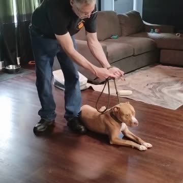 George Graduate short 2