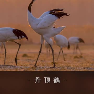 📹 Trending Chinese Viral Videos | Funny, Emotional & Shocking Moments