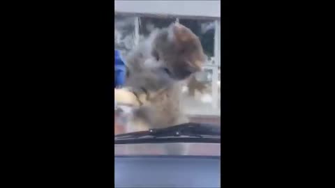 Funny Animals