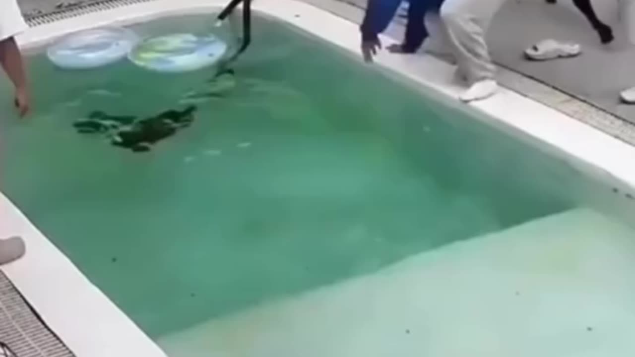 Dogs being dogs hahaha