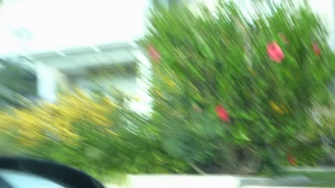 The Wendi primate films neat stuff like roses and gargoyle while dad finds bumper sticker hilarious