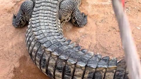 Tug-of-war with a crocodile, the feel of touching it is not as slippery as before