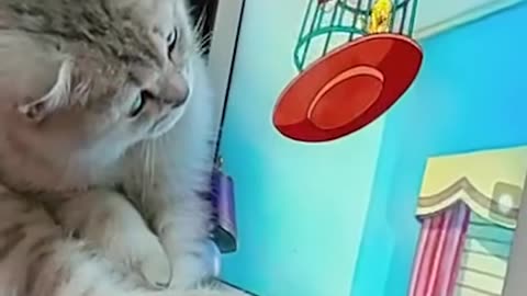 Cute cat 🐱