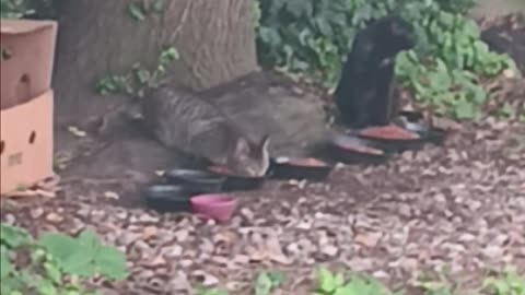 Cats eating