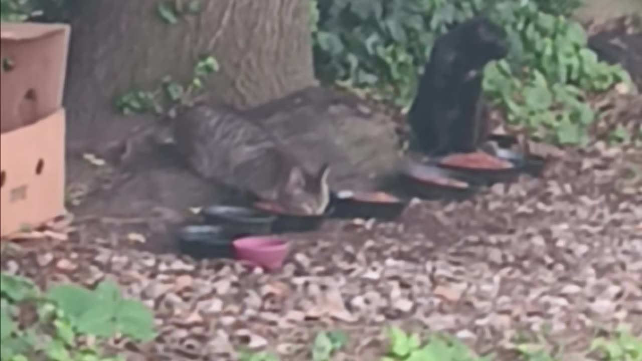 Cats eating