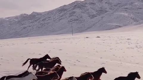 घोड़े की ताकत और वफादारी देखकर हैरान रह जाओगे! 🐎🔥 #shorts #youtubeshorts #horsesanimalswildlife