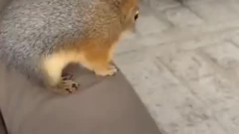 Very funny 😆 video of cat 😺