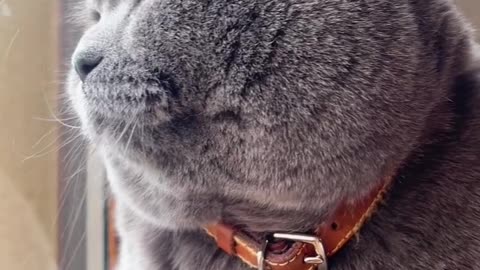 If you are watching this video, know that God has made you the guardian angel of a hungry cat💝