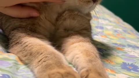 Zoey cat having a deep thought about adopting another hooman to spoil her