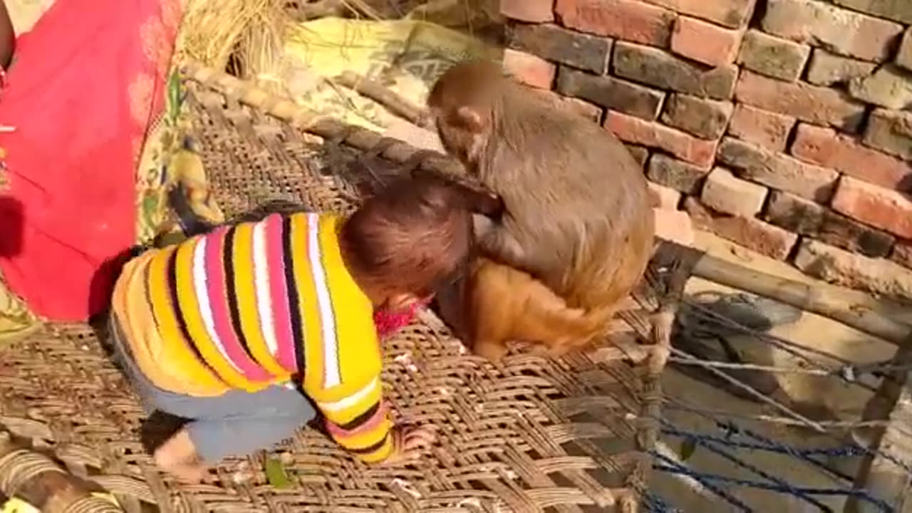 Baby Vs Monkey
