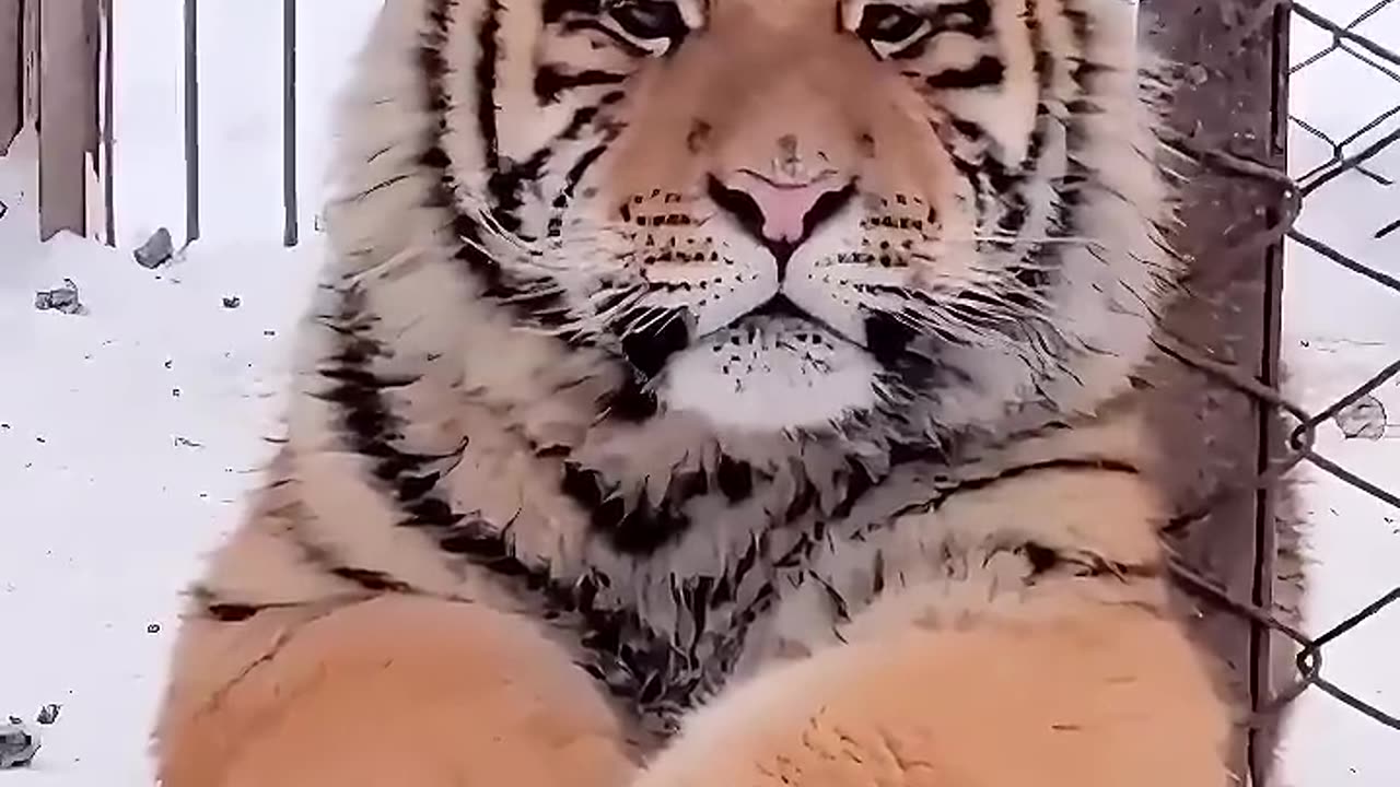 A Little Fat Tiger Who Was Excluded By Its Peers