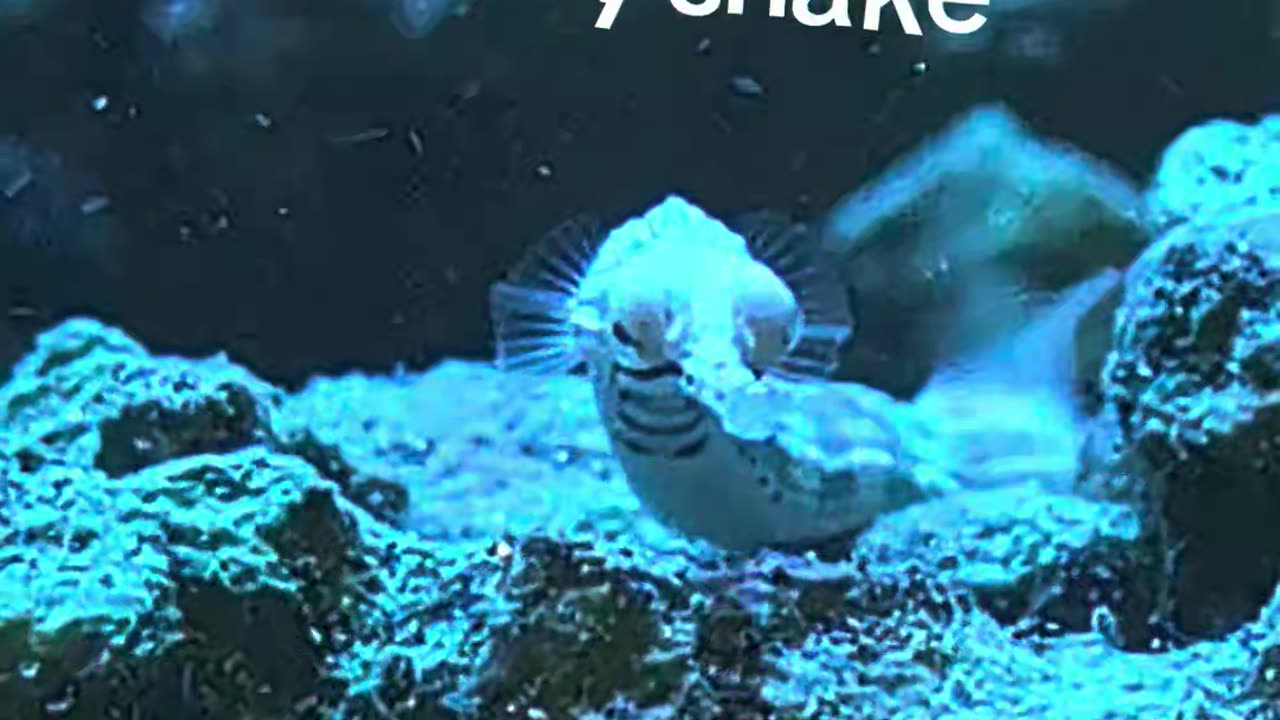 🐉 I'm a Slithering Little Sneaky Snake 🐍 #pipefish #aquarium #fishtank #shorts #weirdfishes #snek