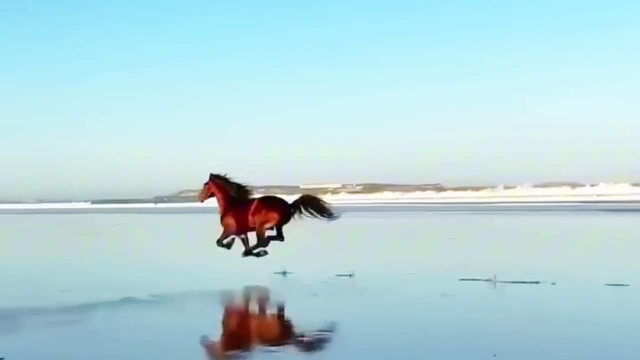 Horse funny video.