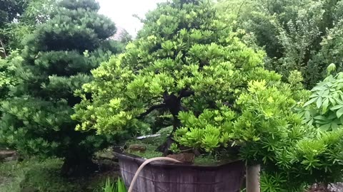 Bonsai Made in Medan