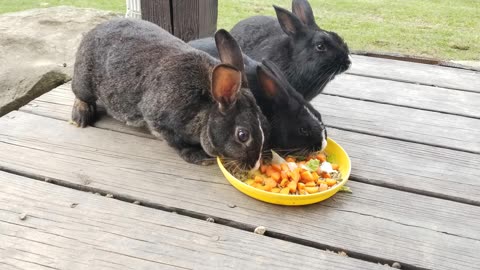 Three's a crowd even in the animal kingdom. #SparklegleamFarm #Bunny #farm #rabbit