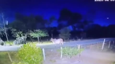 😱👻 Ghost Rider Caught on CCTV! Phantom Horse | TheHauntingHour