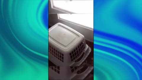 These Pets Are Comedians! 😂🐾