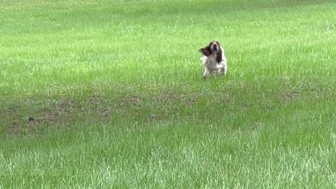 Basset Hound Ears Flop in the Wind