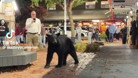 When a bear comes to town