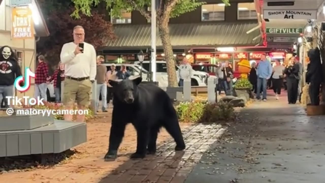 When a bear comes to town