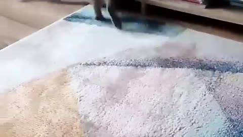 A cute kitty in its element
