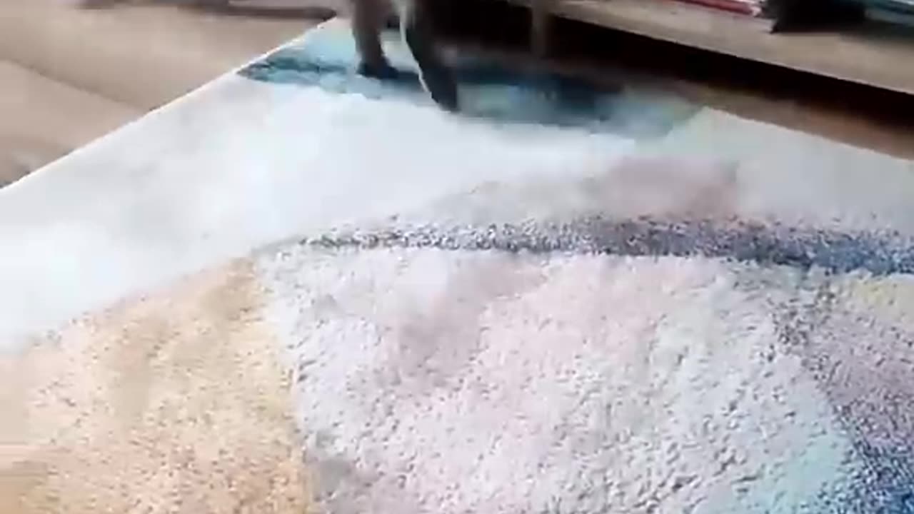 A cute kitty in its element