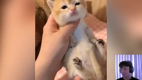 FunnyAnimals