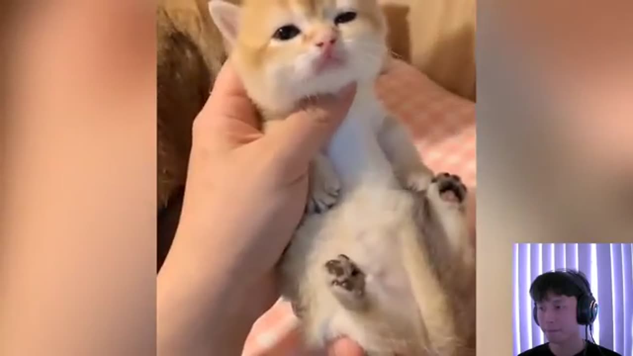 FunnyAnimals