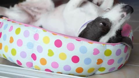 Doggy is funny mood