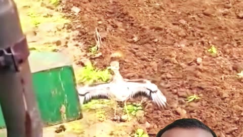 🐦❤️ কবুতরের বুকের ত্যাগ – ভালোবাসার আসল রূপ! 🌾