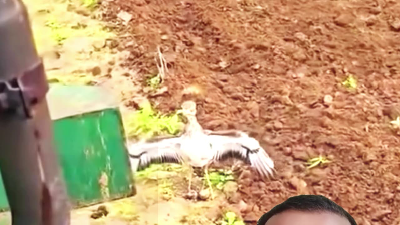 🐦❤️ কবুতরের বুকের ত্যাগ – ভালোবাসার আসল রূপ! 🌾