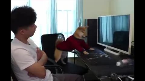 Funniest Animals - Best Of Funny Animal Videos