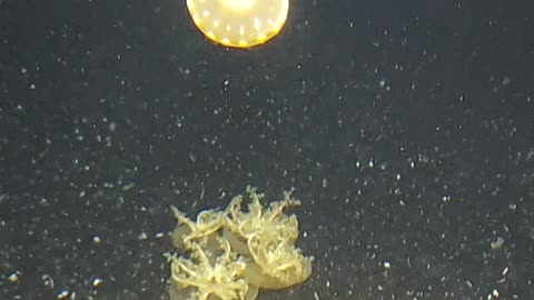 jelly fish 3of3