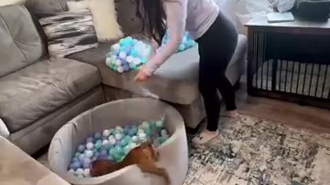Amazing: Puppy Gets It's Very Own Ball Pit || ViralHog