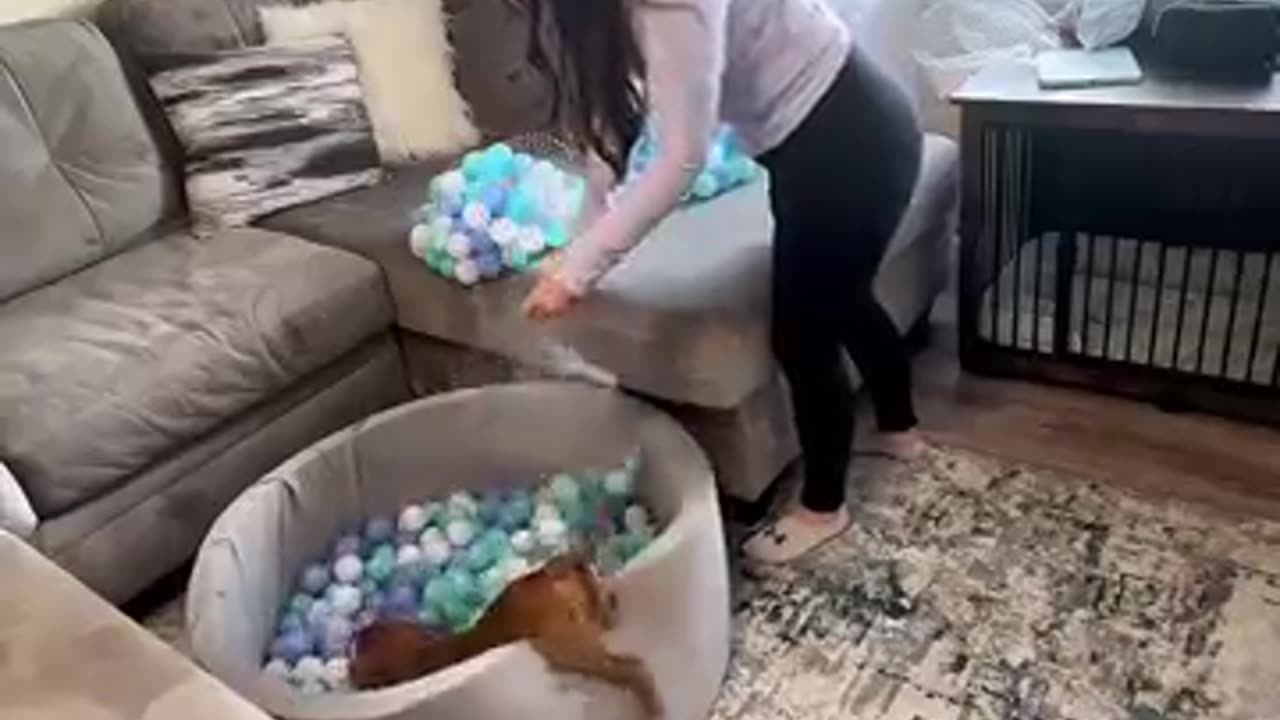 Amazing: Puppy Gets It's Very Own Ball Pit || ViralHog