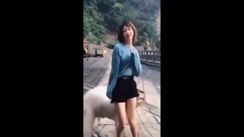 Funniest Animals Video -funny dogs and cats animals Video