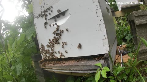 Bees on a Sunday Morning at Sunrise