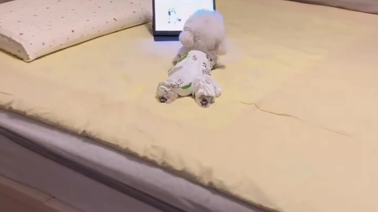 Animal