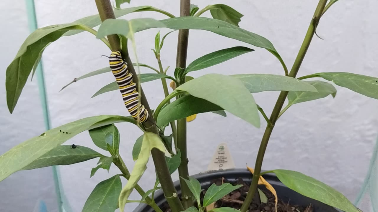 Mother Monarch update